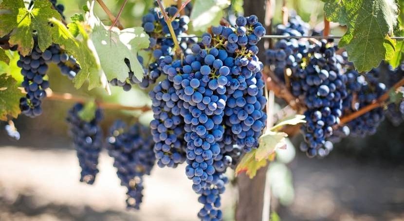 cosecha uva Comunidad Valenciana, 30% menor sequía y granizo