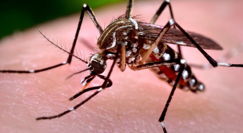 Virus Zika: Generalitat Valenciana llama evitar receptáculos agua estancada