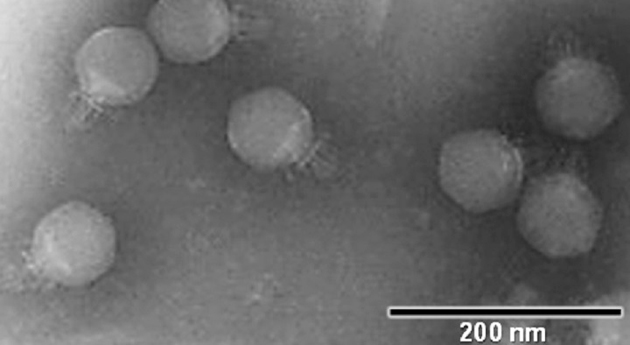 Un equipo de la UB identifica 25 nuevos virus en aguas residuales de Barcelona